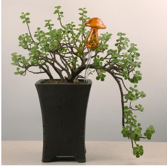 Glass Self-Watering Bird Feeder – Automatic Watering Can