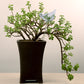Glass Self-Watering Bird Feeder – Automatic Watering Can