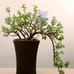 Glass Self-Watering Bird Feeder – Automatic Watering Can